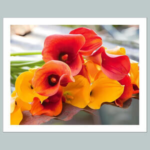 #1006 P-8X10 Calla Lily 8x10 Glossy Photo - Fast-Secure Shipping